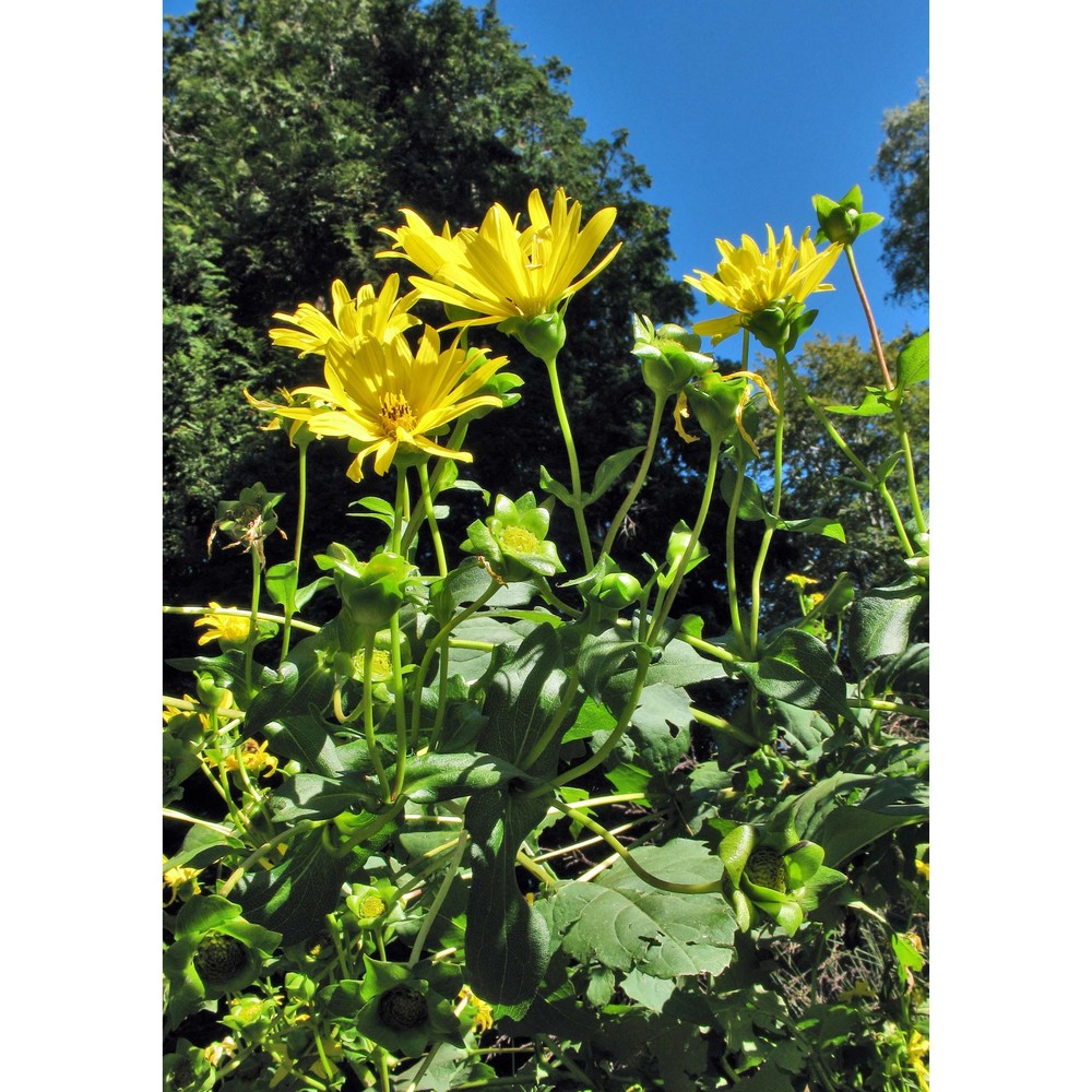 silphium perfoliatum l.