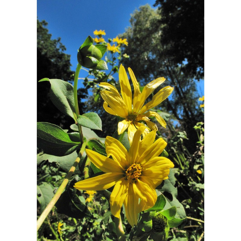 silphium perfoliatum l.