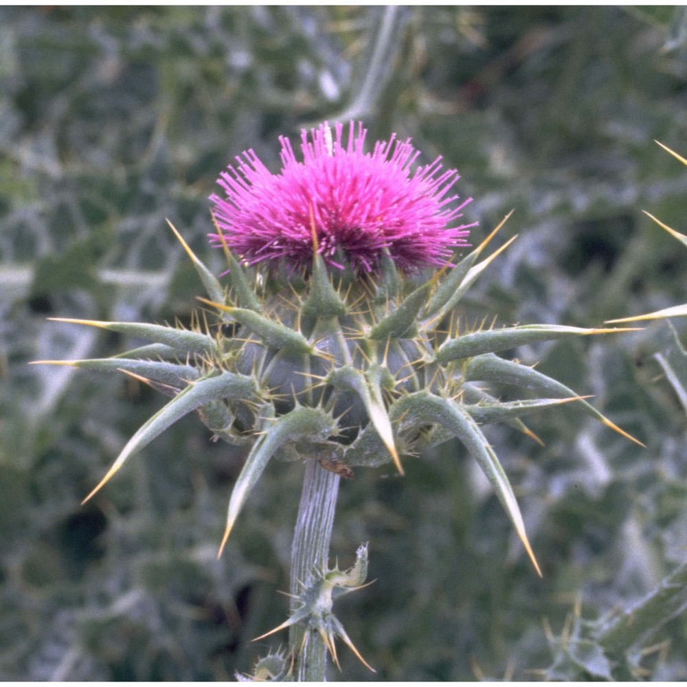 silybum marianum (l.) gaertn.