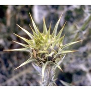 silybum marianum (l.) gaertn.