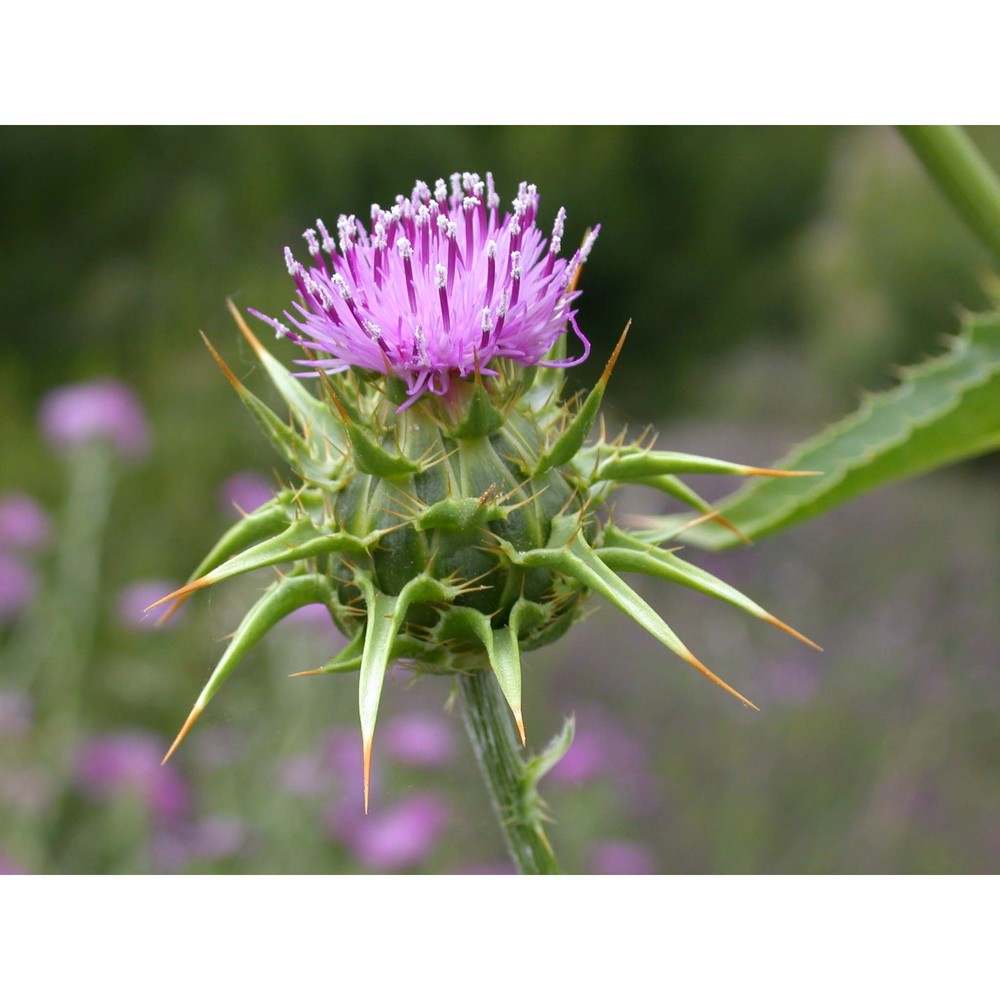 silybum marianum (l.) gaertn.