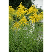 solidago canadensis l.