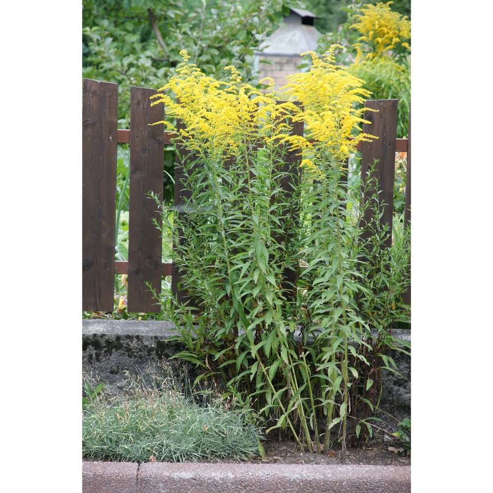 solidago canadensis l.