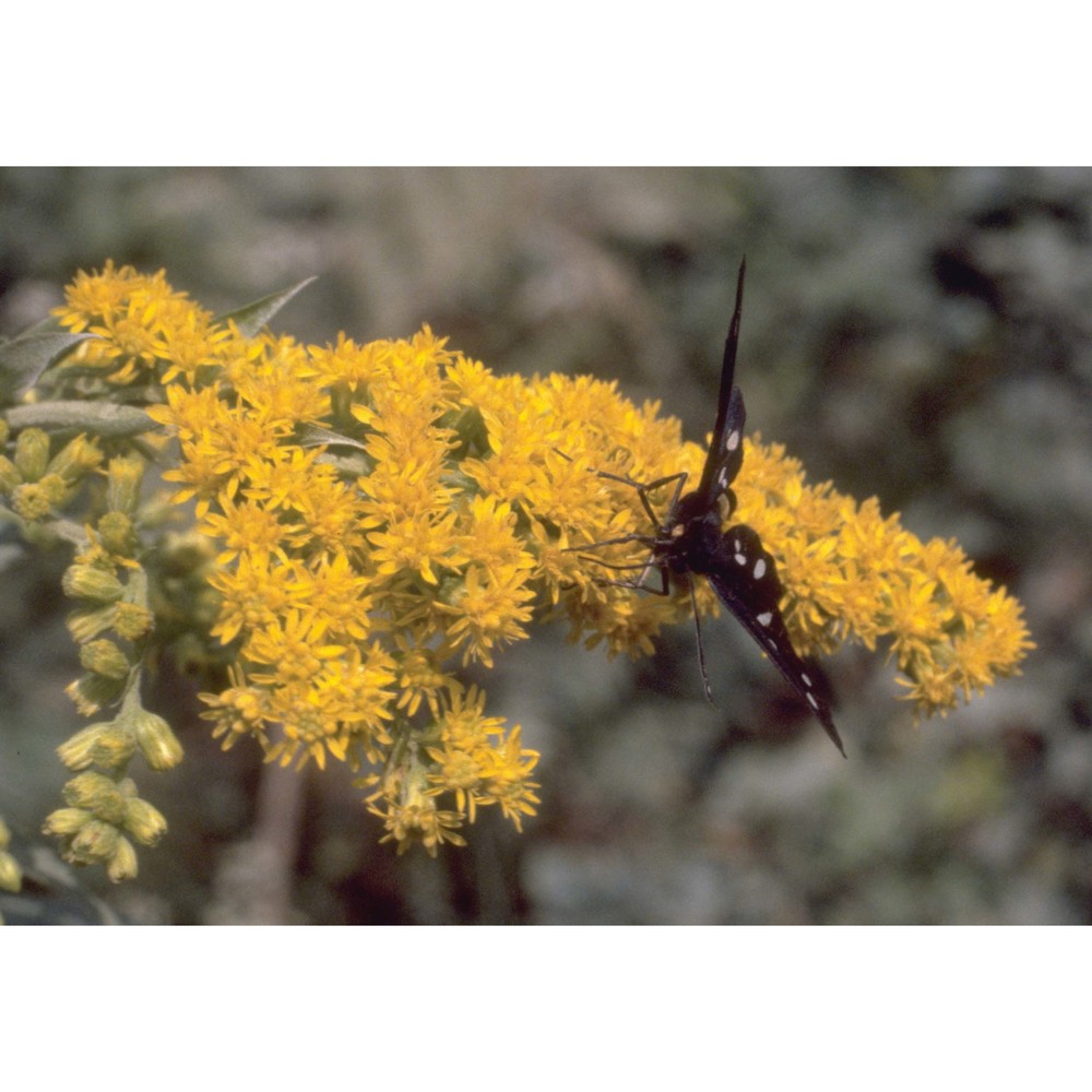 solidago gigantea aiton