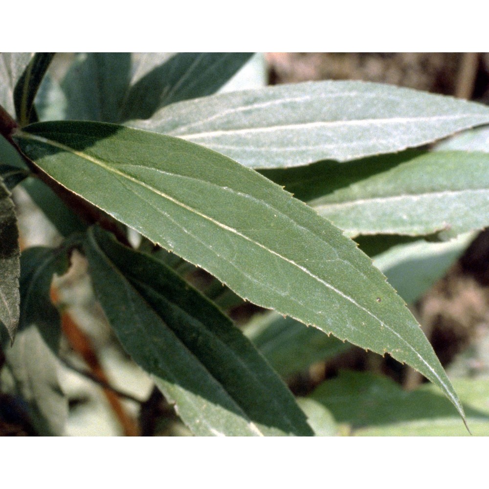 solidago gigantea aiton