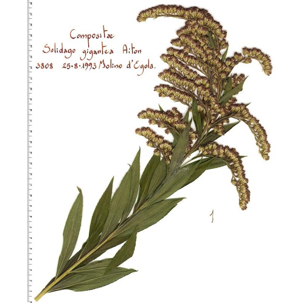 solidago gigantea aiton