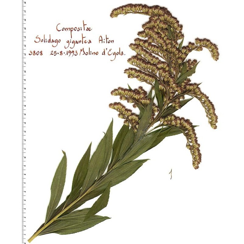 solidago gigantea aiton