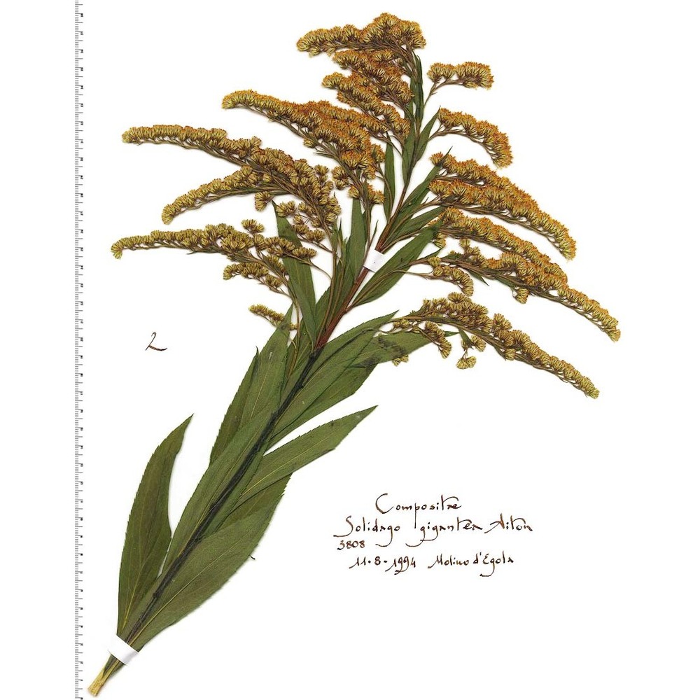 solidago gigantea aiton