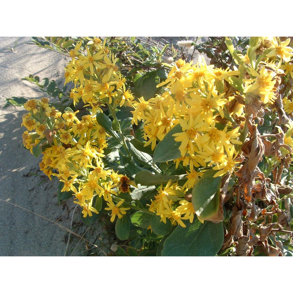 solidago litoralis savi