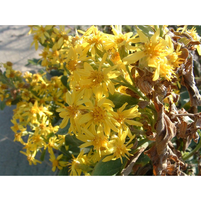 solidago litoralis savi