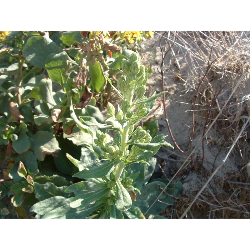 solidago litoralis savi