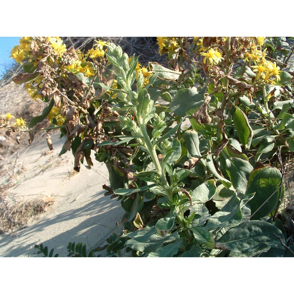 solidago litoralis savi