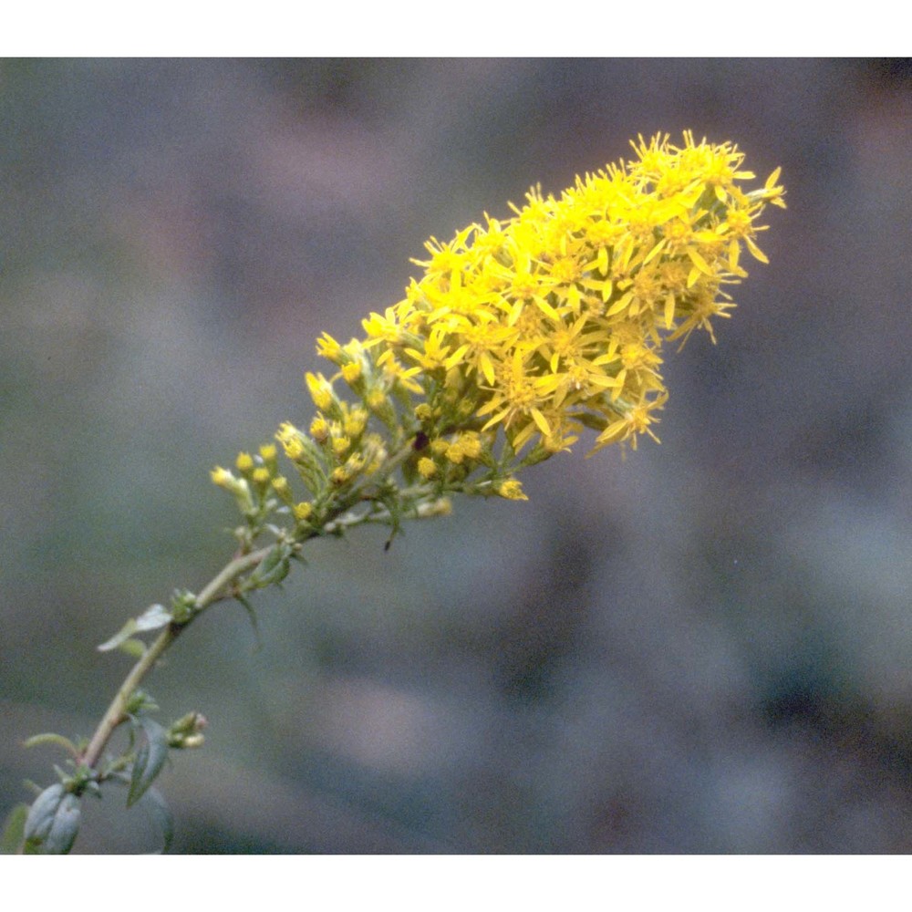 solidago virgaurea l.