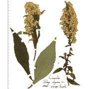 solidago virgaurea l.