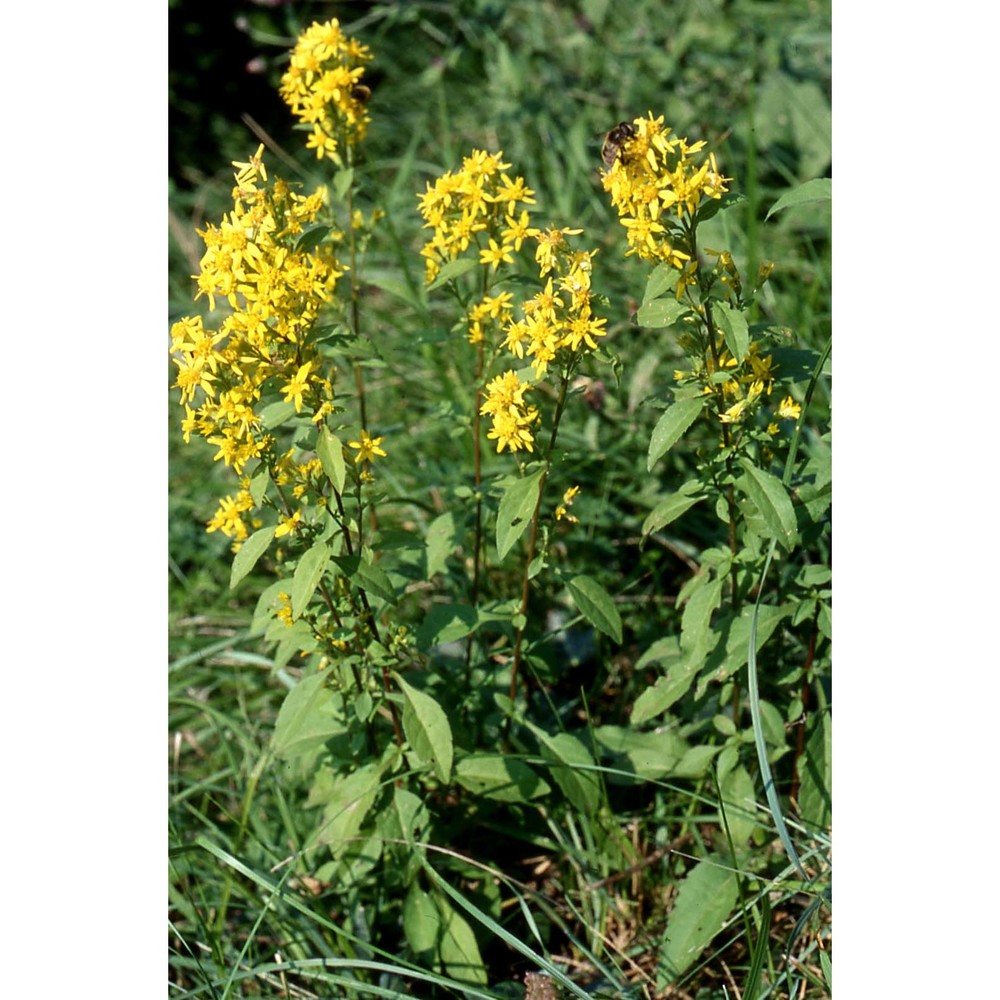 solidago virgaurea l.