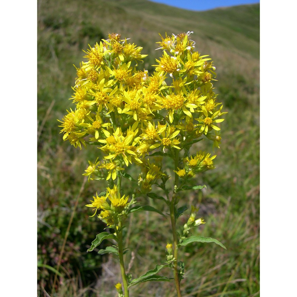 solidago virgaurea l.