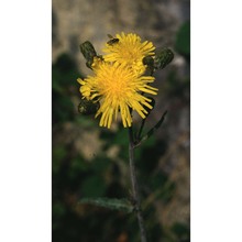 sonchus arvensis l.