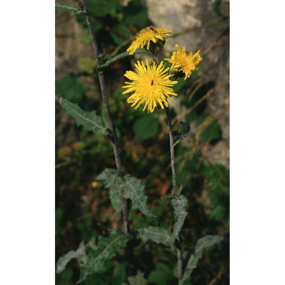 sonchus arvensis l.