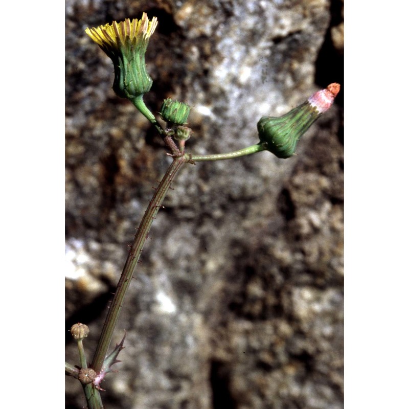 sonchus arvensis l.