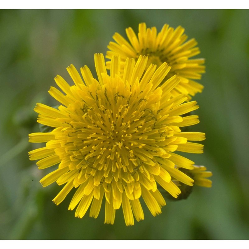 sonchus asper (l.) hill