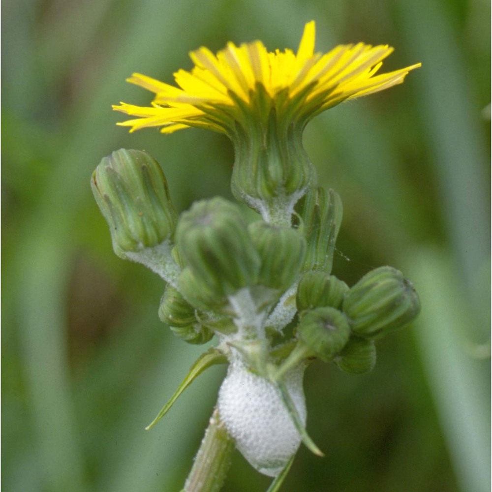 sonchus asper (l.) hill