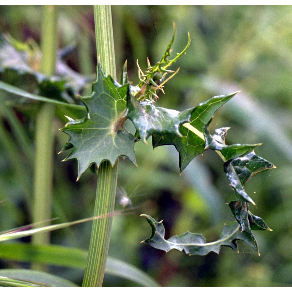 sonchus asper (l.) hill