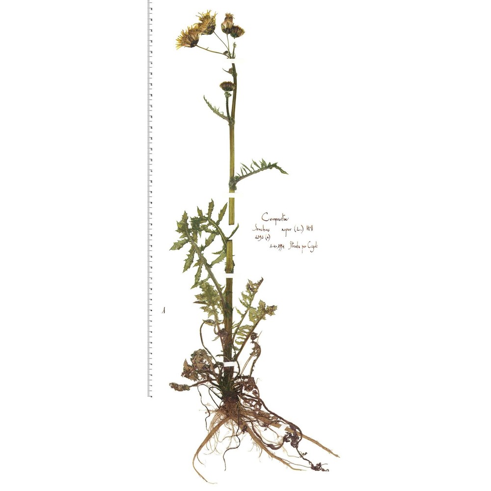 sonchus asper (l.) hill