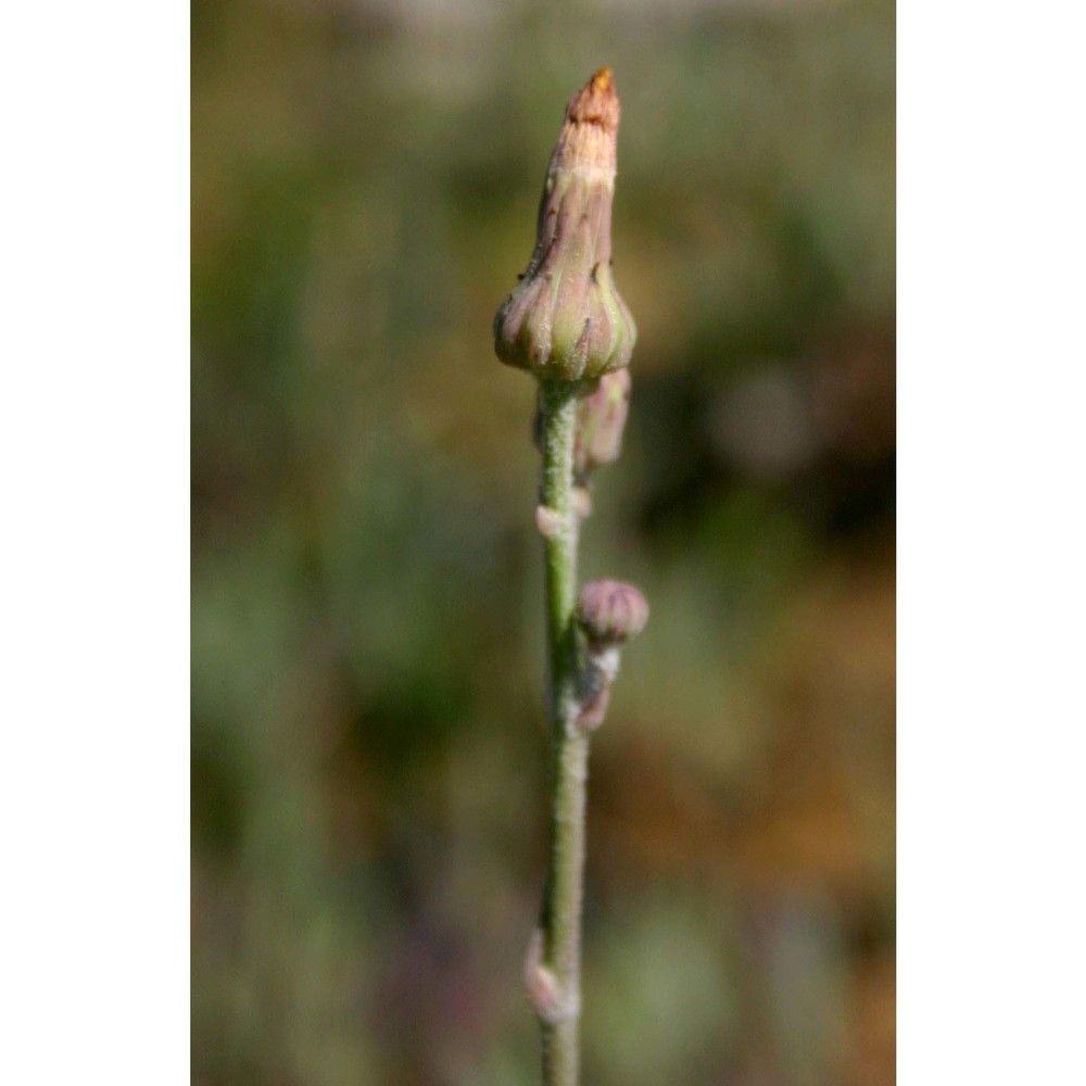 sonchus maritimus l.