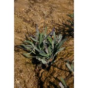 sonchus maritimus l.