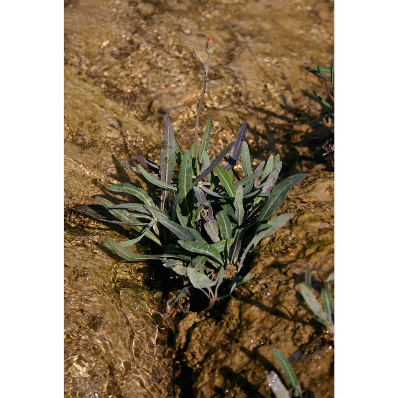 sonchus maritimus l.