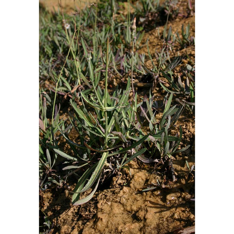 sonchus maritimus l.