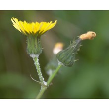 sonchus oleraceus l.