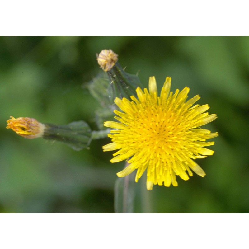 sonchus oleraceus l.