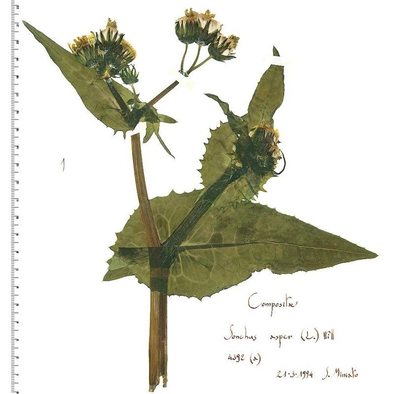 sonchus oleraceus l.