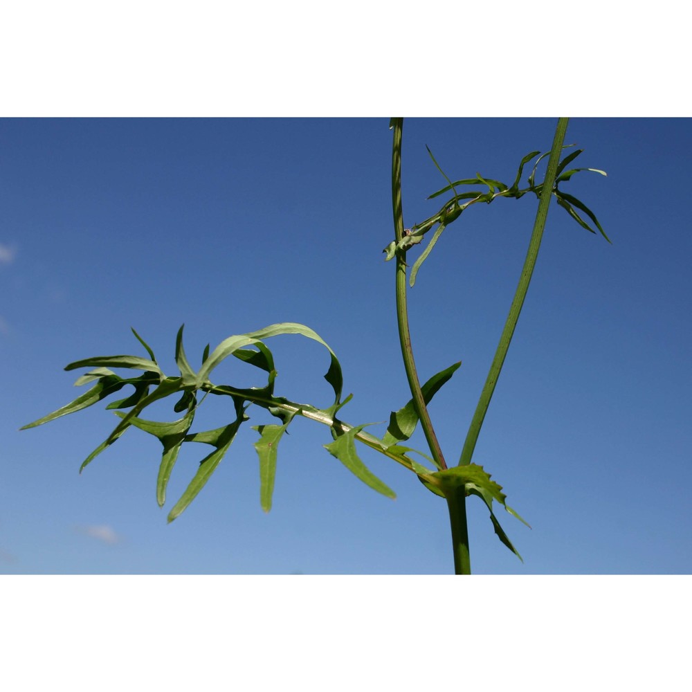 sonchus tenerrimus l.