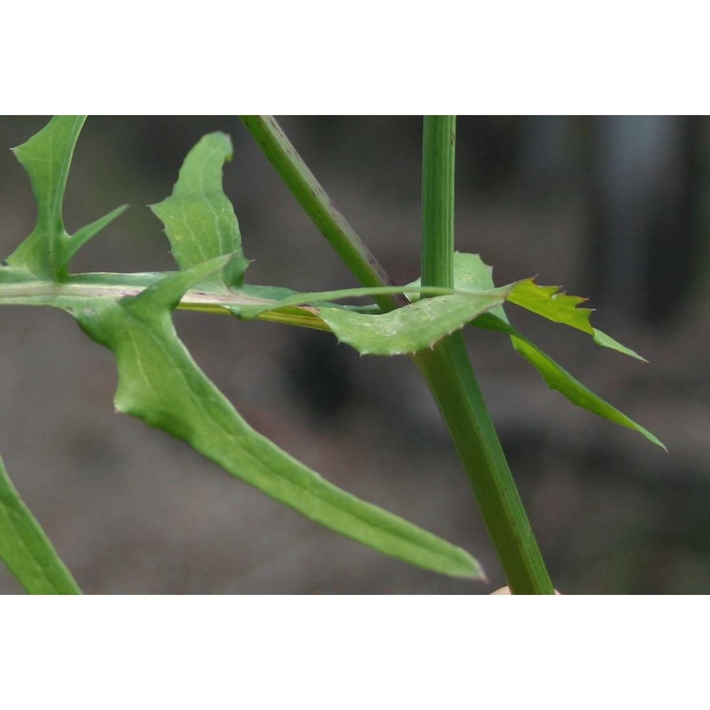 sonchus tenerrimus l.