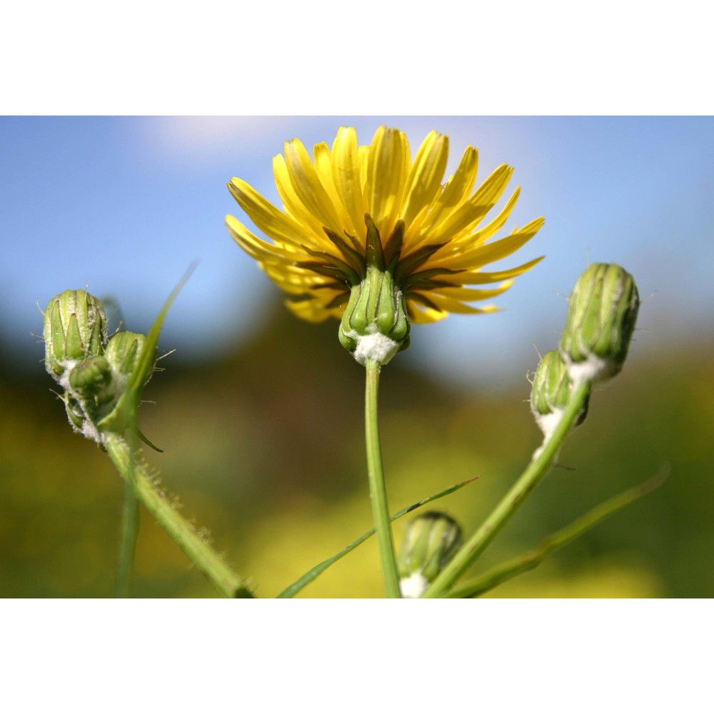 sonchus tenerrimus l.