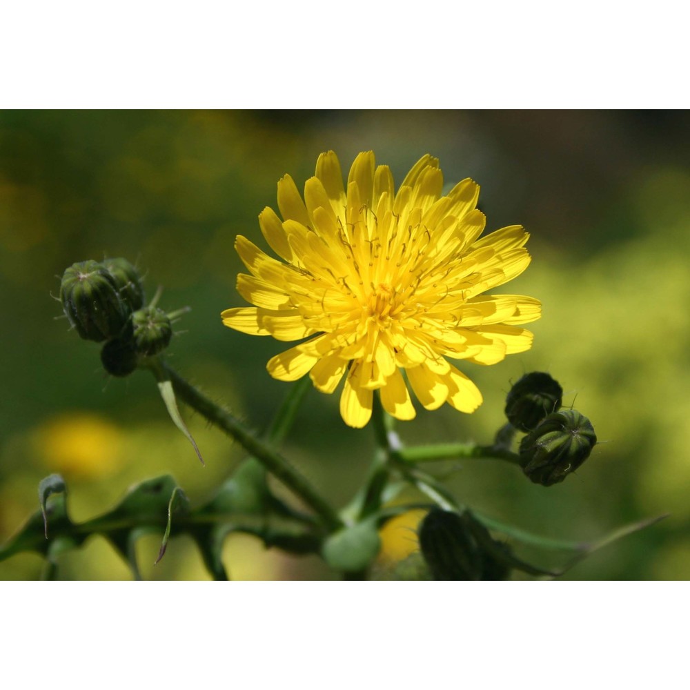 sonchus tenerrimus l.