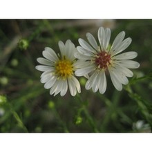 symphyotrichum ericoides (l.) g. l. nesom