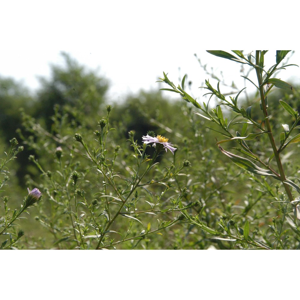 symphyotrichum lanceolatum (willd.) g. l. nesom