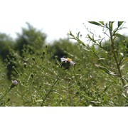 symphyotrichum lanceolatum (willd.) g. l. nesom