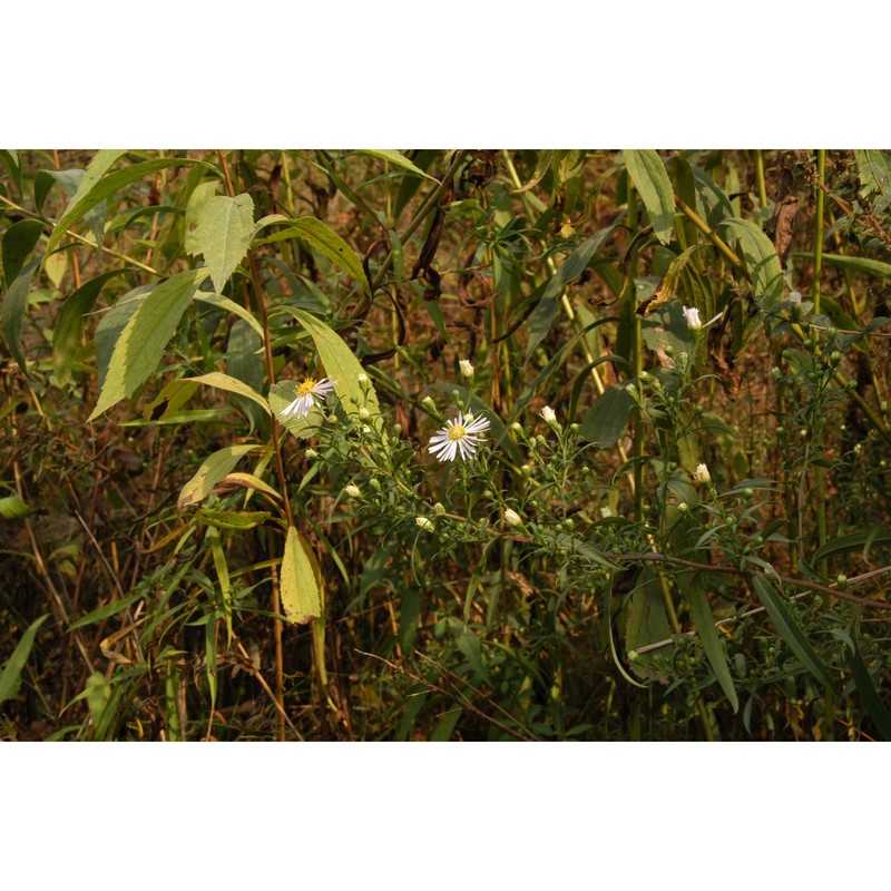 symphyotrichum lanceolatum (willd.) g. l. nesom