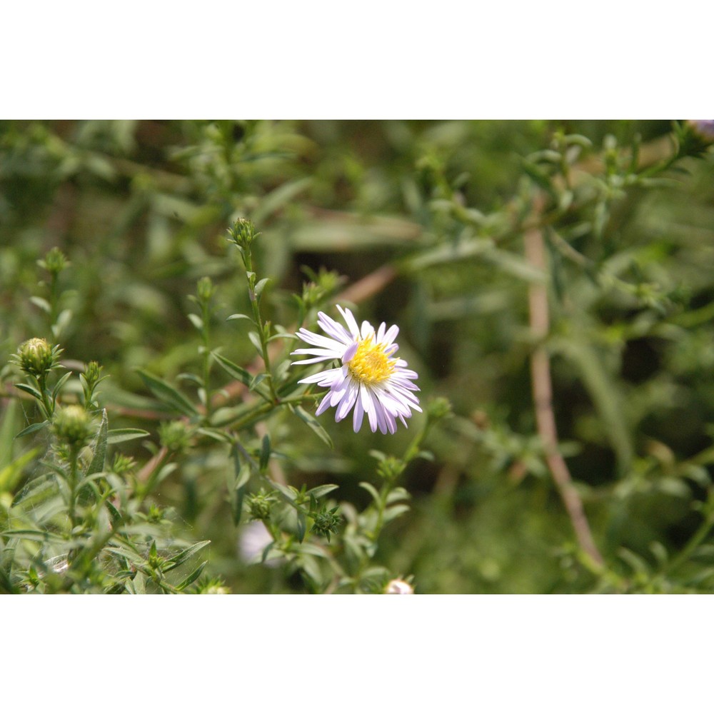 symphyotrichum lanceolatum (willd.) g. l. nesom