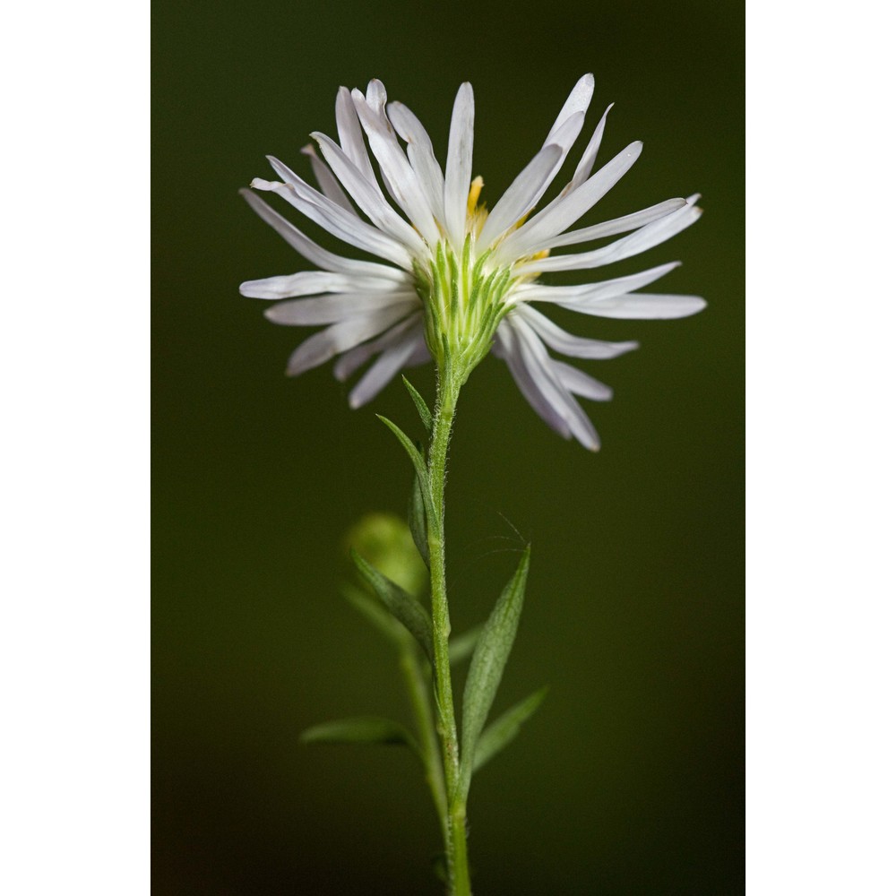 symphyotrichum lanceolatum (willd.) g. l. nesom