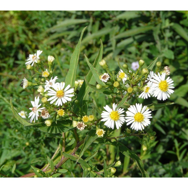 symphyotrichum lateriflorum (l.) Á. löve et d. löve