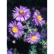 symphyotrichum novae-angliae (l.) g. l. nesom