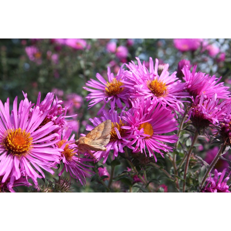 symphyotrichum novae-angliae (l.) g. l. nesom