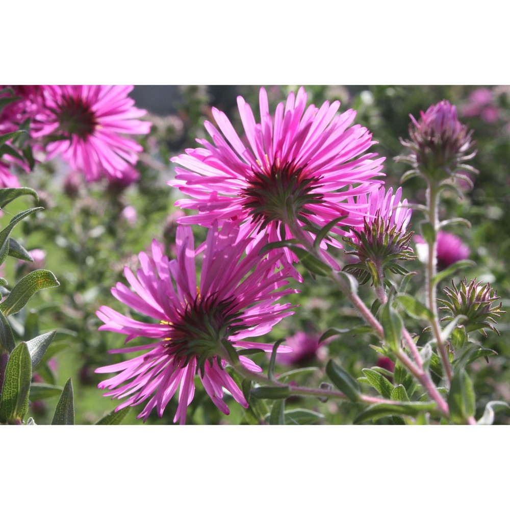 symphyotrichum novae-angliae (l.) g. l. nesom