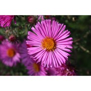 symphyotrichum novae-angliae (l.) g. l. nesom