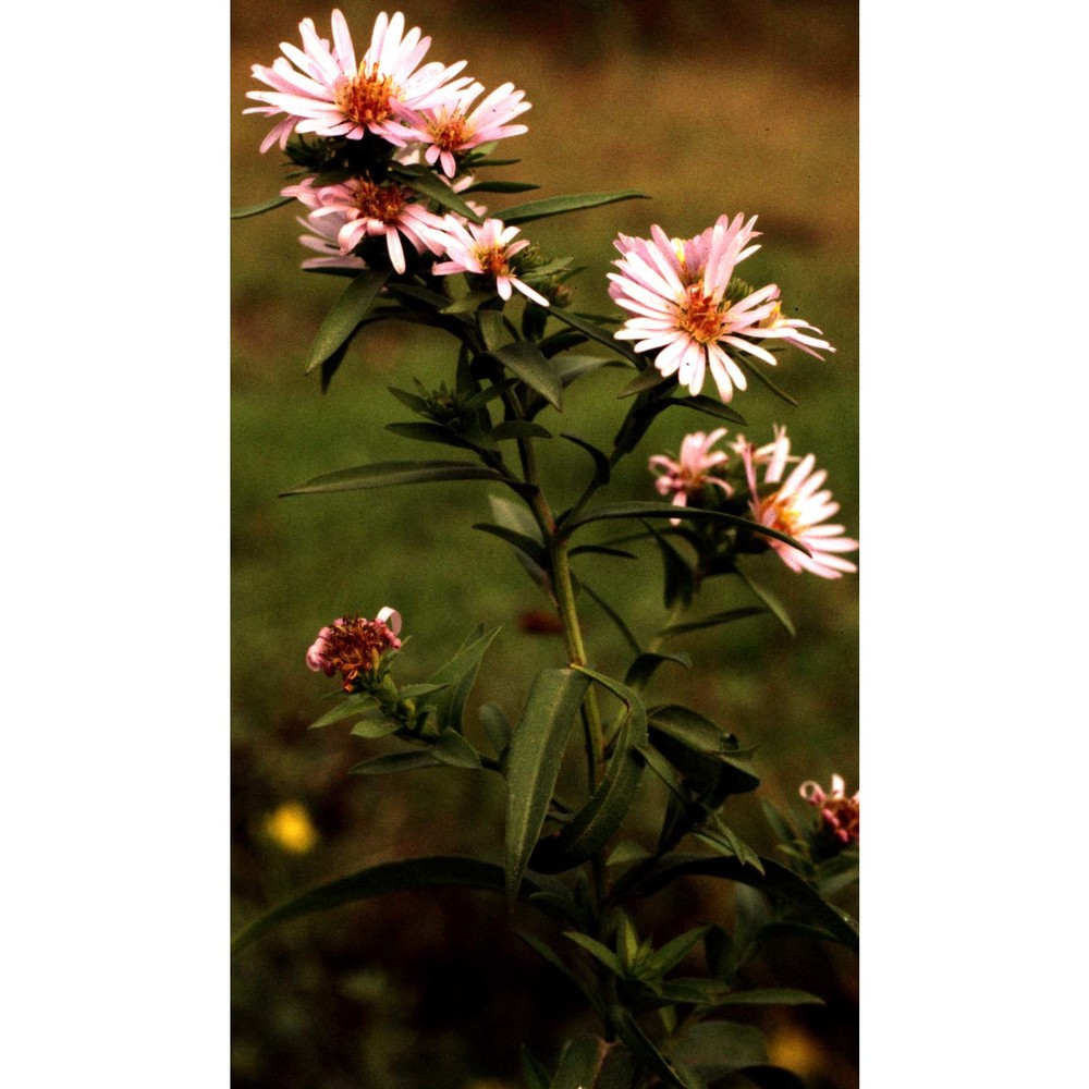 symphyotrichum novi-belgii (l.) g. l. nesom